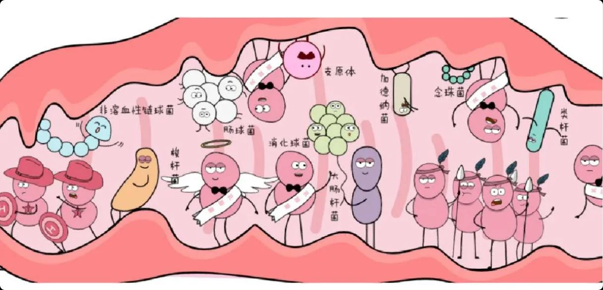 私密微生态菌群医学科普图